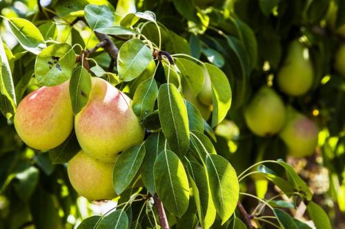 Выращивание груши в Ленинградской области. Рекомендованные сорта груш для высаживания в Подмосковье и Ленинградской области