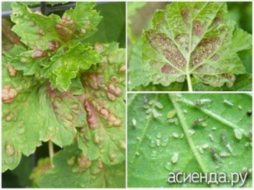 Почему у красной смородины сохнут листья. Сохнут листья смородины - что делать?