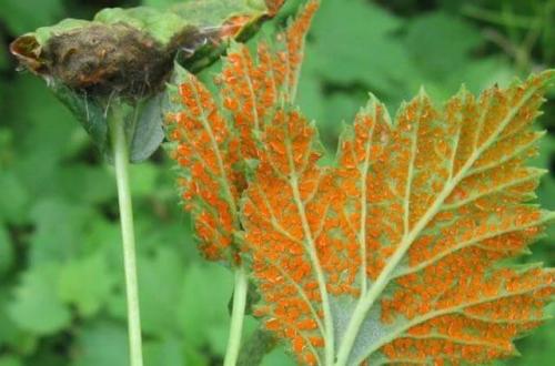 Желтые пятна на листьях смородины. Виды ржавчины на смородине и их симптомы 02 Желтые пятна на листьях смородины. Виды ржавчины на смородине и их симптомы 02