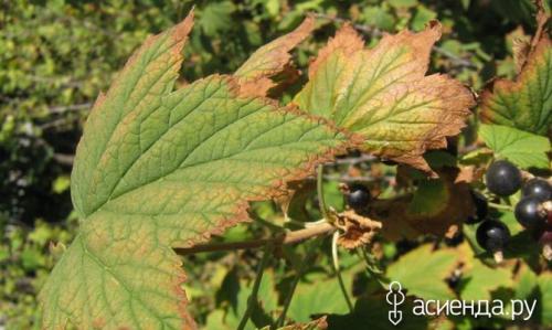 Почему у красной смородины сохнут листья. Сохнут листья смородины - что делать?