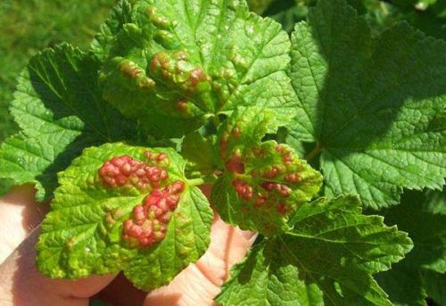 Как бороться с ржавчиной на листьях смородины. Характеристика разновидностей ржавчины на смородине