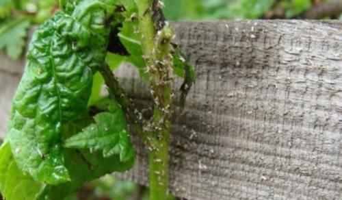 Сода от ржавчины на смородине. Польза соды