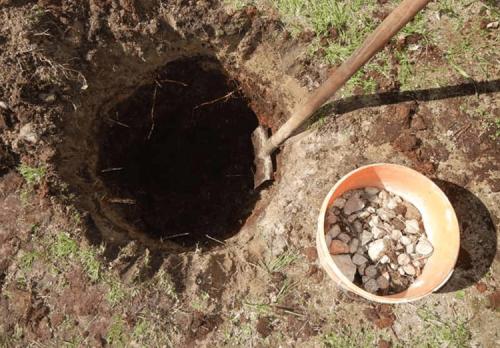 Как вырастить грушу в средней полосе. Выращивание груши: советы опытных дачников