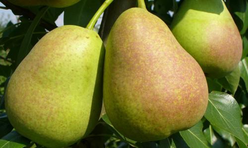 Как вырастить грушу в средней полосе. Выращивание груши: советы опытных дачников