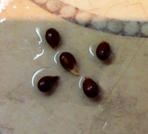 Как вырастить грушу. Посадка и выращивание груши из семечка