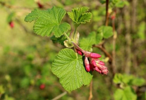 Препараты и средства для обработки смородины от ржавчины. Что делать, если на листьях смородины ржавчина 14