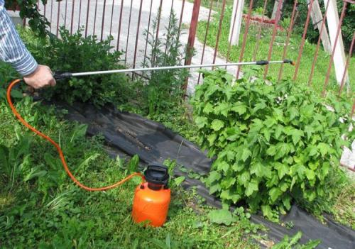 Препараты и средства для обработки смородины от ржавчины. Что делать, если на листьях смородины ржавчина 10