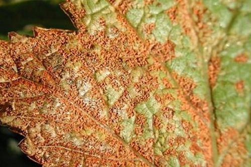 Смородина ржавчина на листьях. Причины и лечение ржавчины на смородине