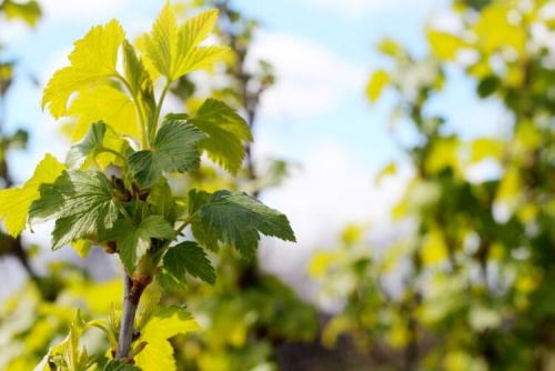 Препараты и средства для обработки смородины от ржавчины. Что делать, если на листьях смородины ржавчина 06