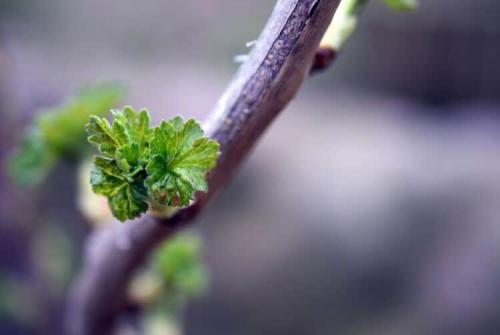 Препараты и средства для обработки смородины от ржавчины. Что делать, если на листьях смородины ржавчина 11