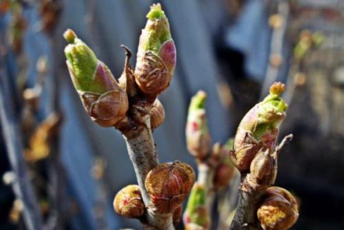 Препараты и средства для обработки смородины от ржавчины. Что делать, если на листьях смородины ржавчина 13