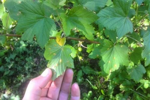 Смородина ржавчина на листьях. Причины и лечение ржавчины на смородине