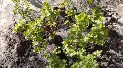 Препараты и средства для обработки смородины от ржавчины. Что делать, если на листьях смородины ржавчина 07