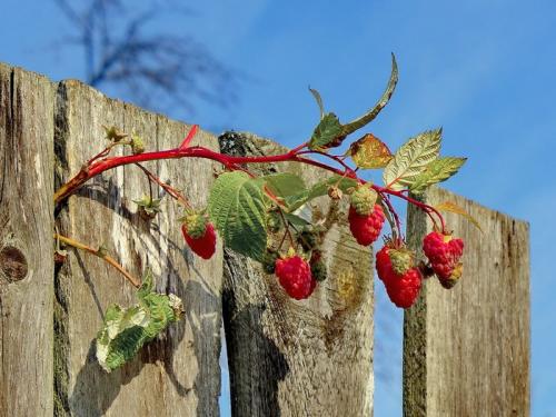 Посадка и уход за малиной. Когда и как правильно посадить малину и как ухаживать за ней после посадки