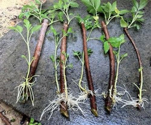 Посадка и уход за ежевикой садовой. Ежевика – описание, посадка, уход, сорта