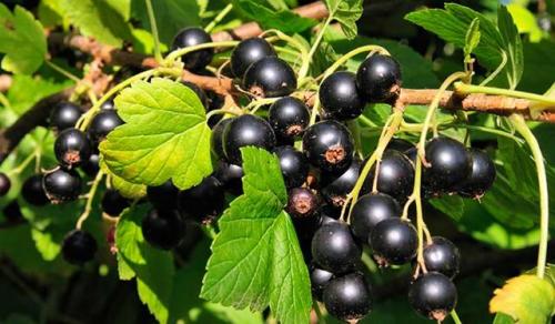 Сода от ржавчины на смородине. Польза соды