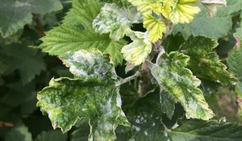 Сода от ржавчины на смородине. Польза соды