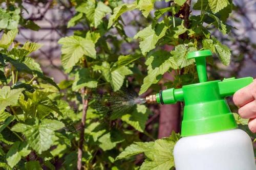 Ржавчина на смородине фитоспорин. Как и когда обрабатывать смородину фитоспорином