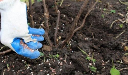 Сода от ржавчины на смородине. Польза соды