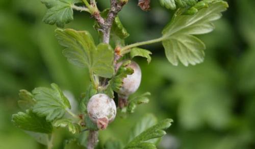 Сода от ржавчины на смородине. Польза соды