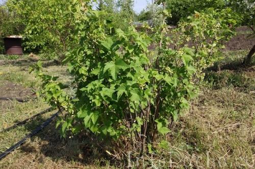 Ржавчина на смородине фитоспорин. Как и когда обрабатывать смородину фитоспорином