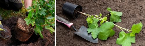 Черная смородина: посадка. ПОСАДКА СМОРОДИНЫ ВЕСНОЙ САЖЕНЦАМИ