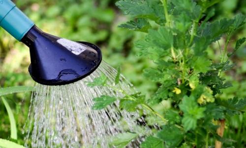 Черная смородина выращивание и уход. Все об уходе за черной смородиной 03 Черная смородина выращивание и уход. Все об уходе за черной смородиной 03