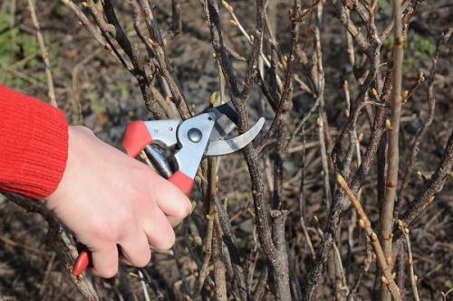 Смородина уход осенью. Сроки подготовки по регионам
