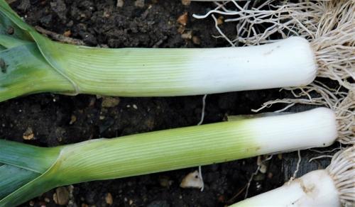 Как вырастить лук-порей на подоконнике. Как вырастить лук-порей в домашних условиях