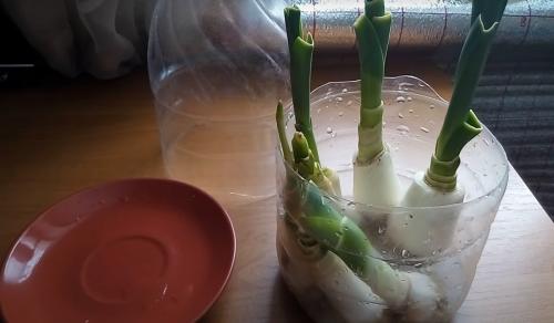 Как вырастить лук-порей на подоконнике. Как вырастить лук-порей в домашних условиях