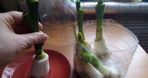 Как вырастить лук-порей на подоконнике. Как вырастить лук-порей в домашних условиях