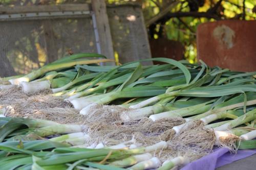 Как хранить лук-порей в домашних условиях. Подготовка лука-порея к хранению