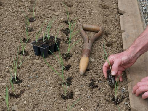 Как вырастить лук-порей. Выращивание лука-порея: посадка рассады или сев семян