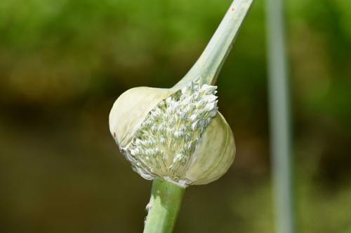 Как хранить лук-порей в погребе или подвале на зиму. Подготовка лука-порея к хранению 07