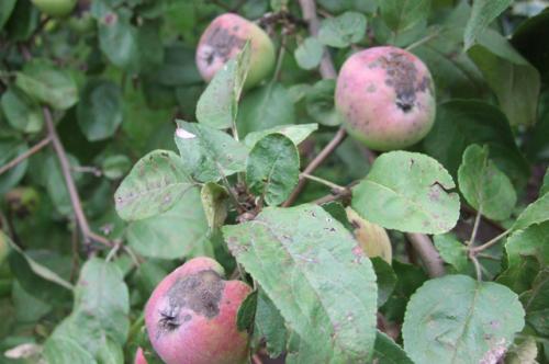 Как определить, нужна ли подкормка яблони и груши