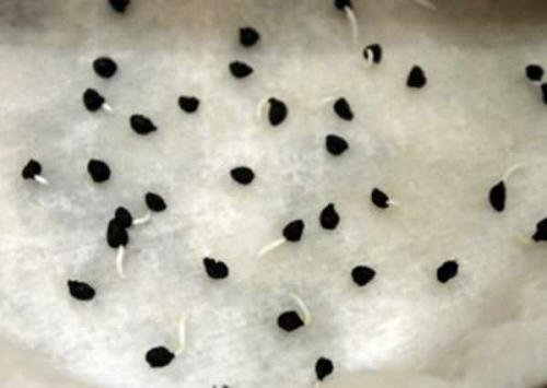 Как оставить лук-порей на зиму в земле. Как подготовить лук к хранению 05 Как оставить лук-порей на зиму в земле. Как подготовить лук к хранению 05