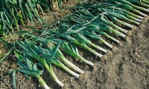 Как оставить лук-порей на зиму в земле. Как подготовить лук к хранению
