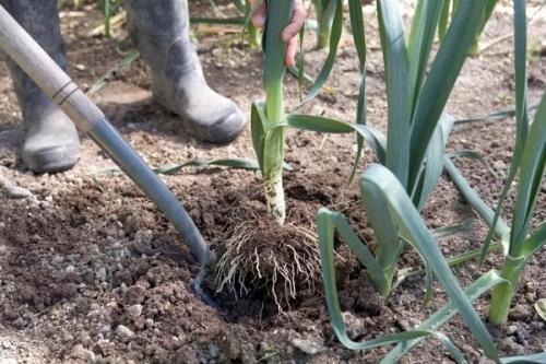 Лук-порей когда убирать. Когда убирать лук-порей с грядки на хранение