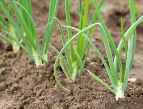 Как оставить лук-порей на зиму в земле. Как подготовить лук к хранению 02 Как оставить лук-порей на зиму в земле. Как подготовить лук к хранению 02