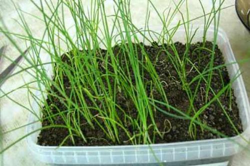 Как оставить лук-порей на зиму в земле. Как подготовить лук к хранению 07 Как оставить лук-порей на зиму в земле. Как подготовить лук к хранению 07