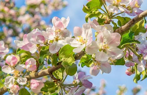 Как определить, что деревья нуждаются в подкормке. Весенняя подкормка плодовых деревьев и кустарников по месяцам