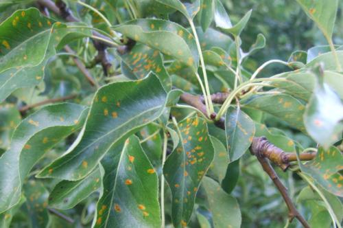 Можно ли использовать органические удобрения для подкармливания груши и яблони