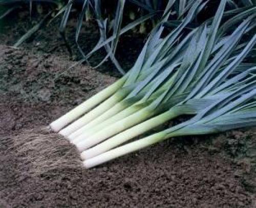 Хранение лука-порея в пищевой пленке. Основные правила