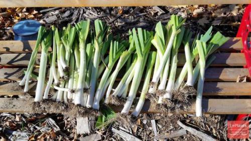 Как хранить лук-порей в холодильнике. Как правильно хранить лук-порей после уборки урожая