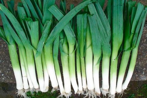 Когда убирать лук-порей. Сроки сбора урожая