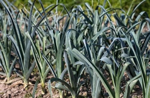 Лук порей когда убирать и как хранить зимой. Когда и как правильно собрать урожай 11 Лук порей когда убирать и как хранить зимой. Когда и как правильно собрать урожай 11