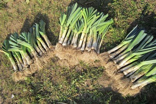 Когда убирать лук-порей. Сроки сбора урожая