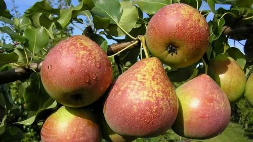 Самые ароматные сорта груш. Самые сладкие и сочные сорта груш