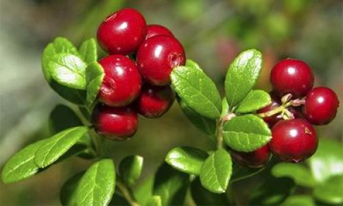 Сбор боярышника и шиповника – когда собирать, как сушить 08 Сбор боярышника и шиповника – когда собирать, как сушить 08