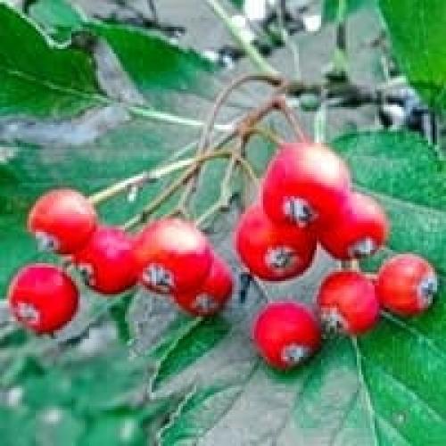 Сбор боярышника и шиповника – когда собирать, как сушить